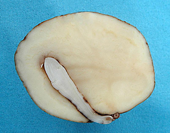 a close-up of a seashell